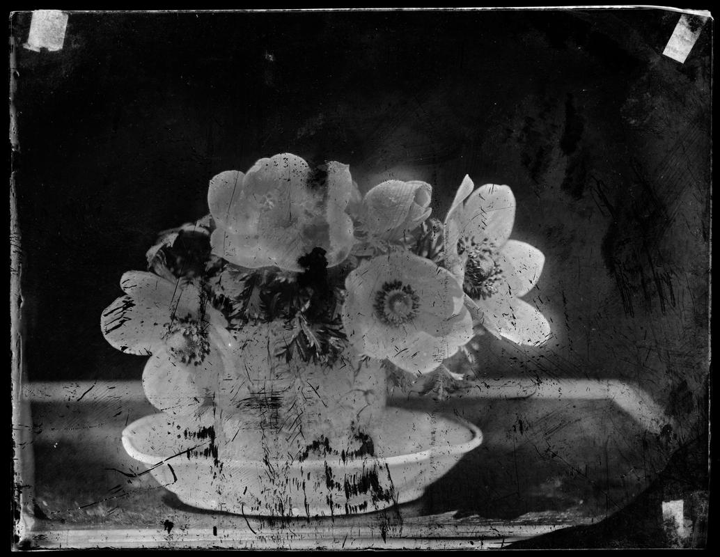 anenomes and foliage in cup and saucer, glass negative