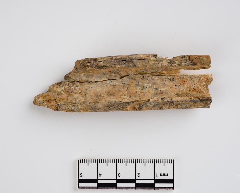 Pleistocene red deer bone