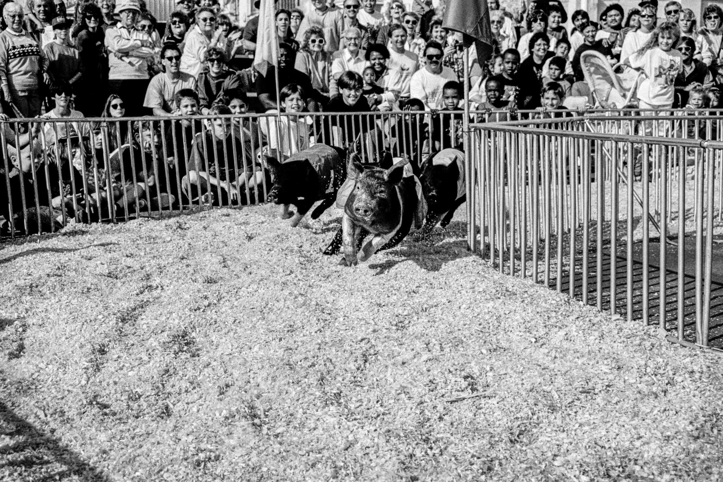 County Fair. Pig racing. Phoenix, Arizona USA