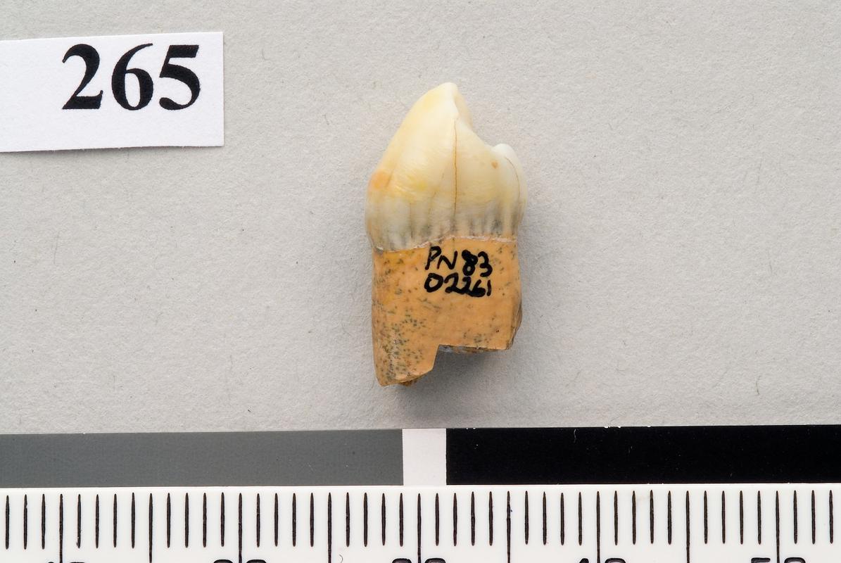 Neanderthal tooth . Pontnewydd Cave