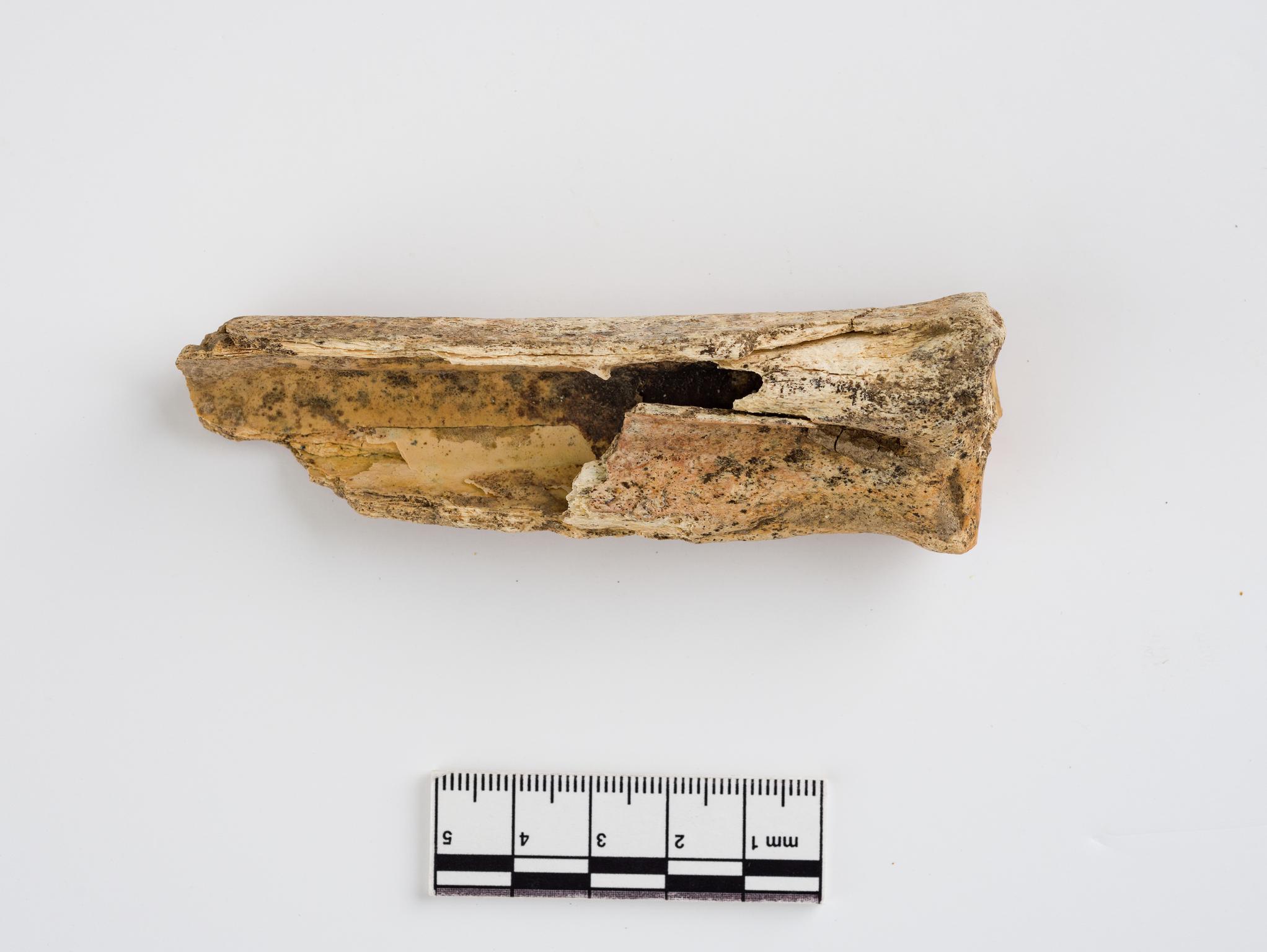 Pleistocene reindeer bone