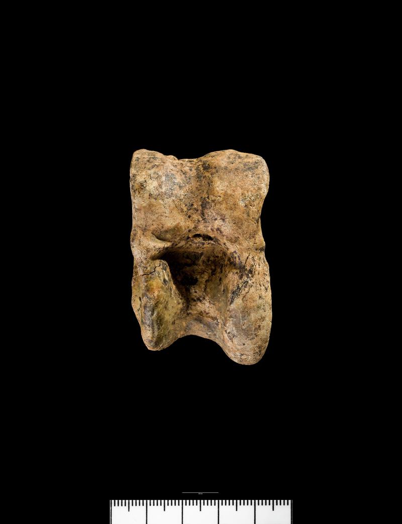 Pleistocene / Holocene animal bone