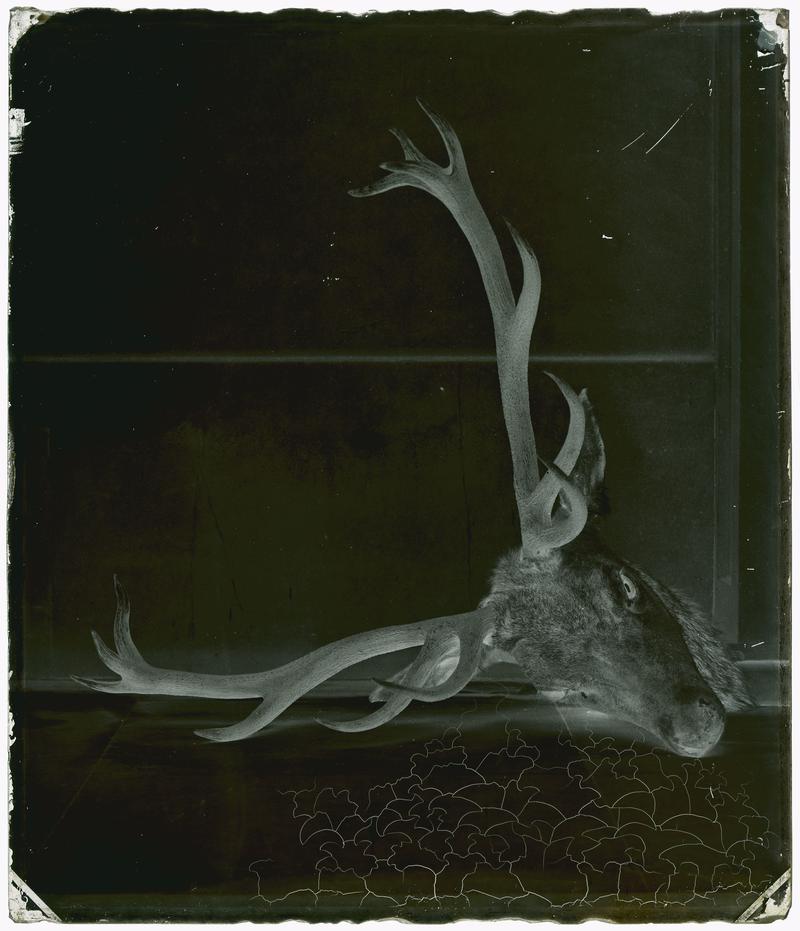 Stags head, glass negative