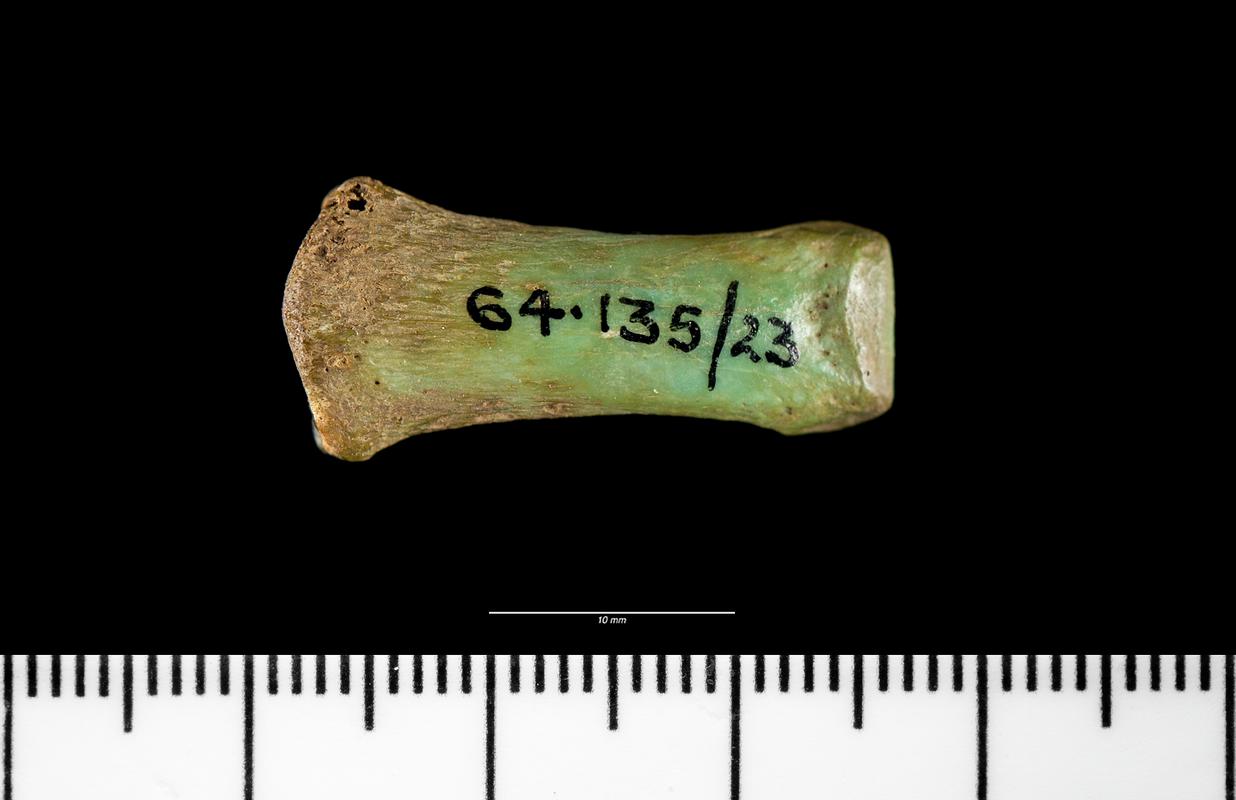 Prehistoric human bone