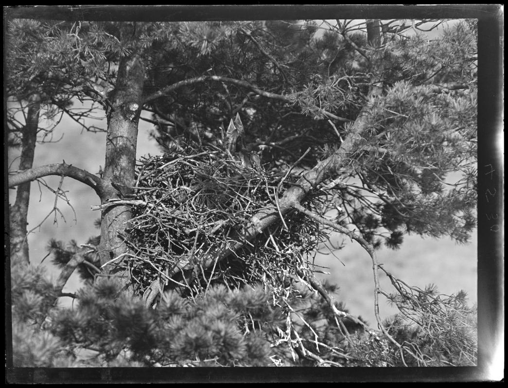 Ravens, glass negative
