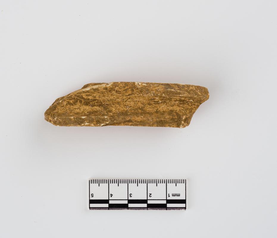 Pleistocene deer bone