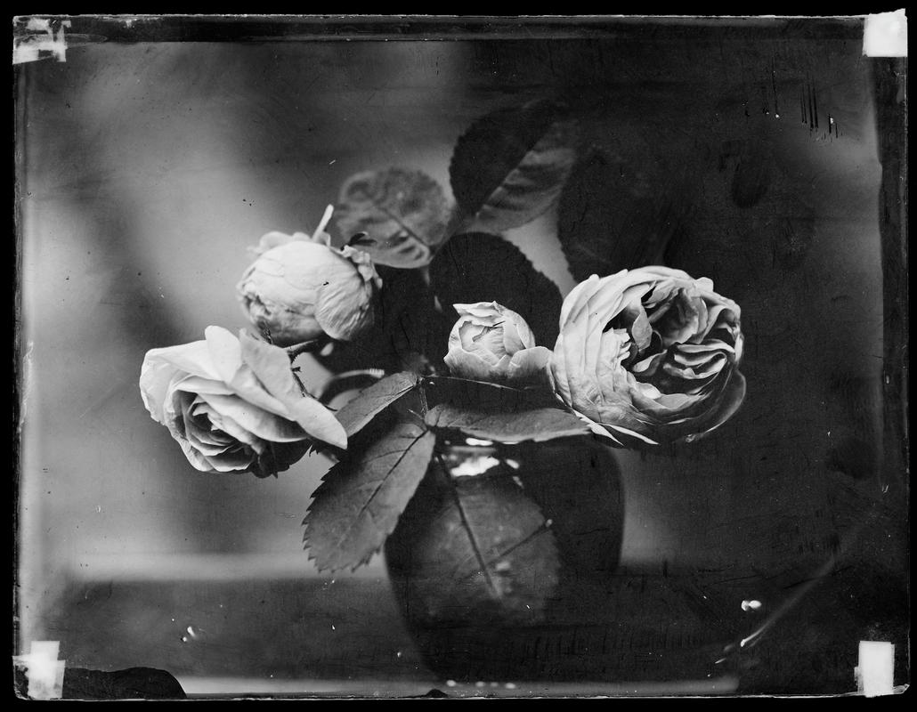 roses, glass negative