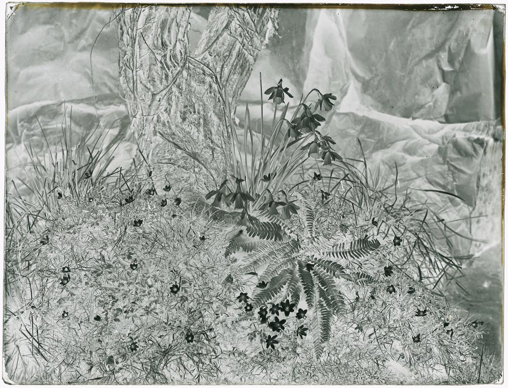 Ferns and daffodils, glass negative