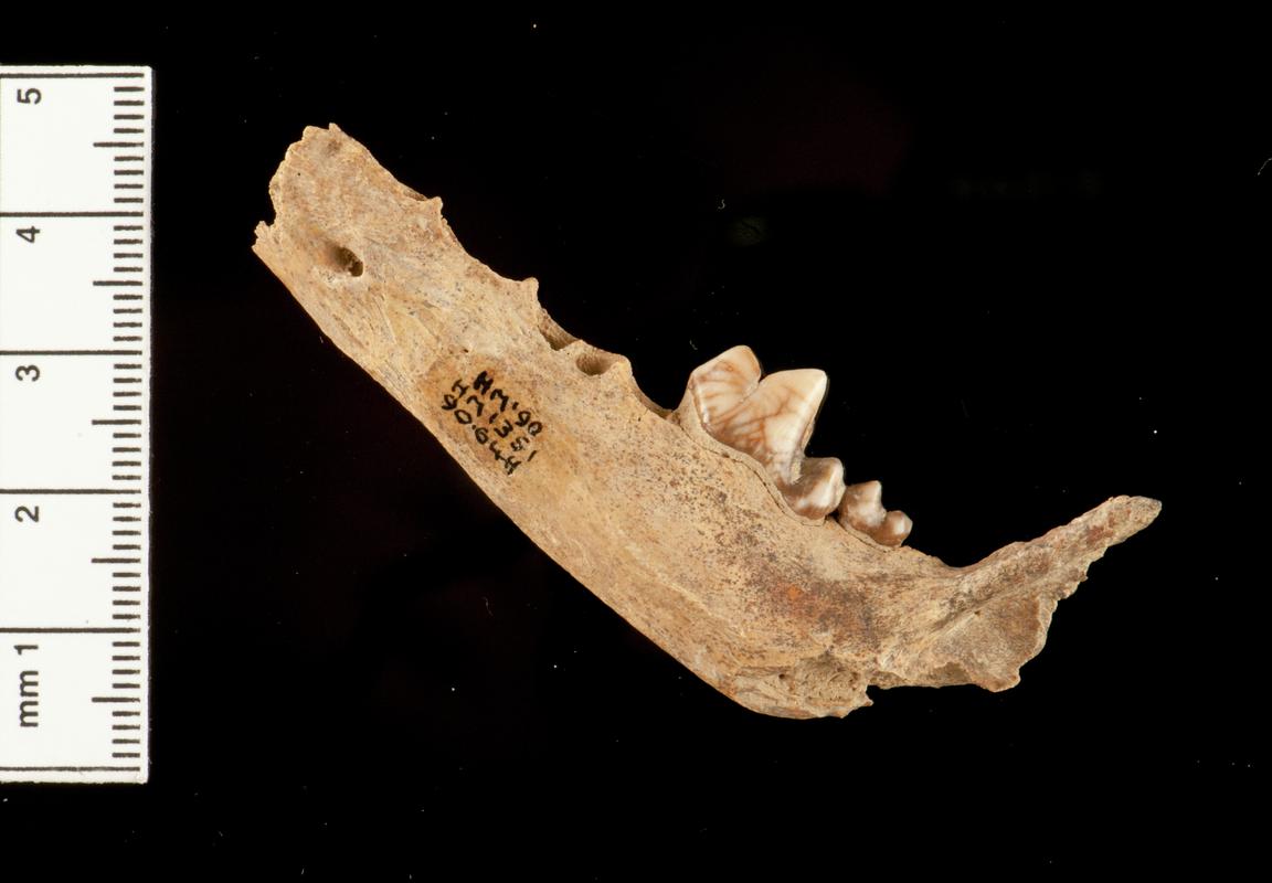 Pleistocene / Holocene fox bone