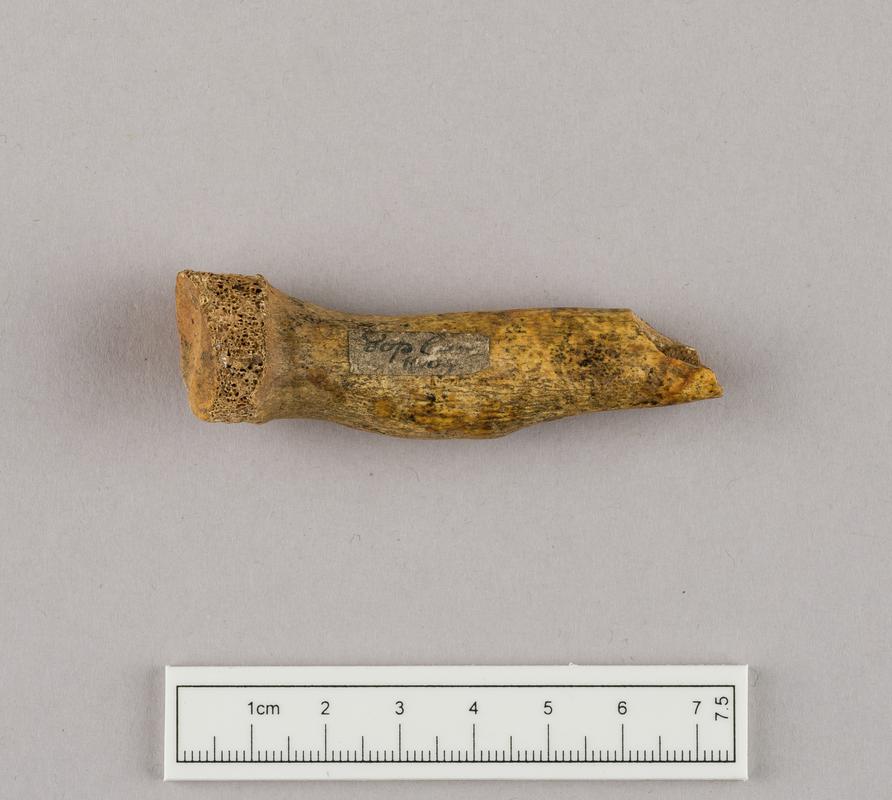 Prehistoric human bone