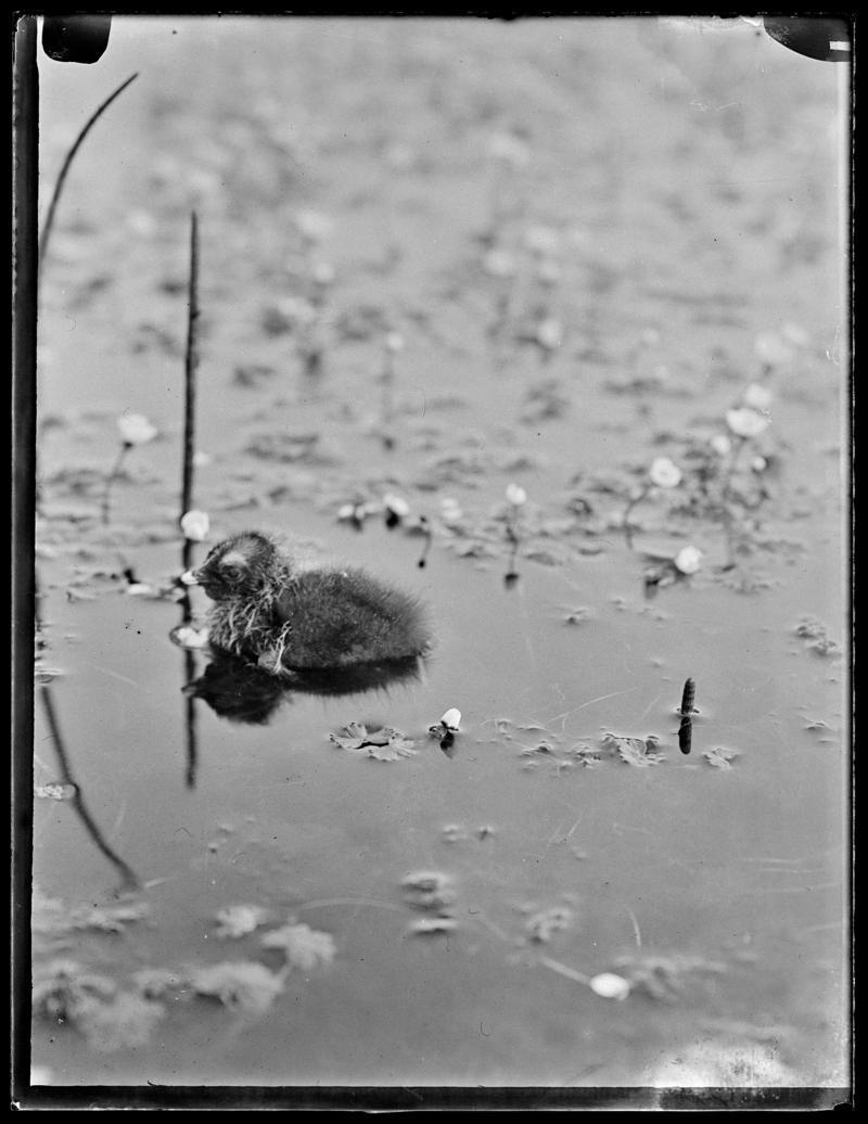 Coot in water, glass negative