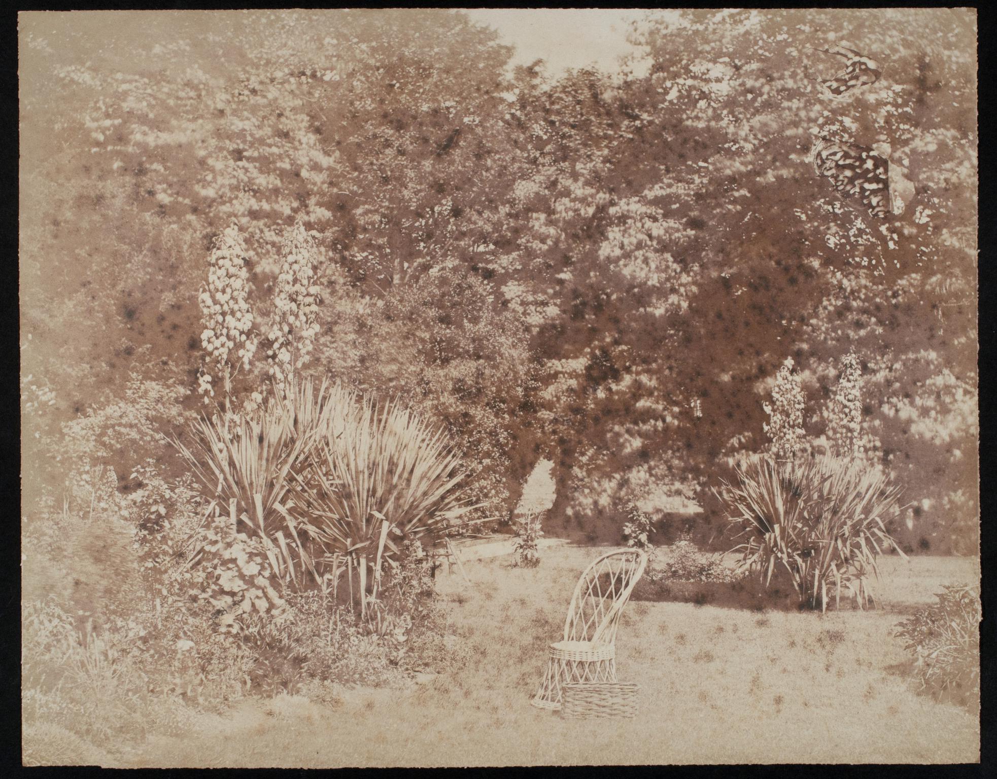 Garden, photograph