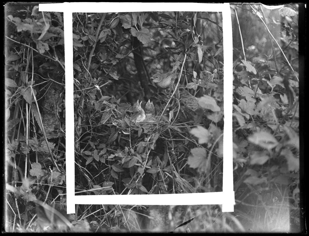 Garden Warbler, glass negative