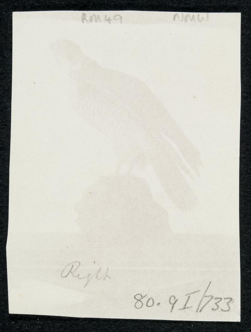 Stuffed hawk on table, photograph