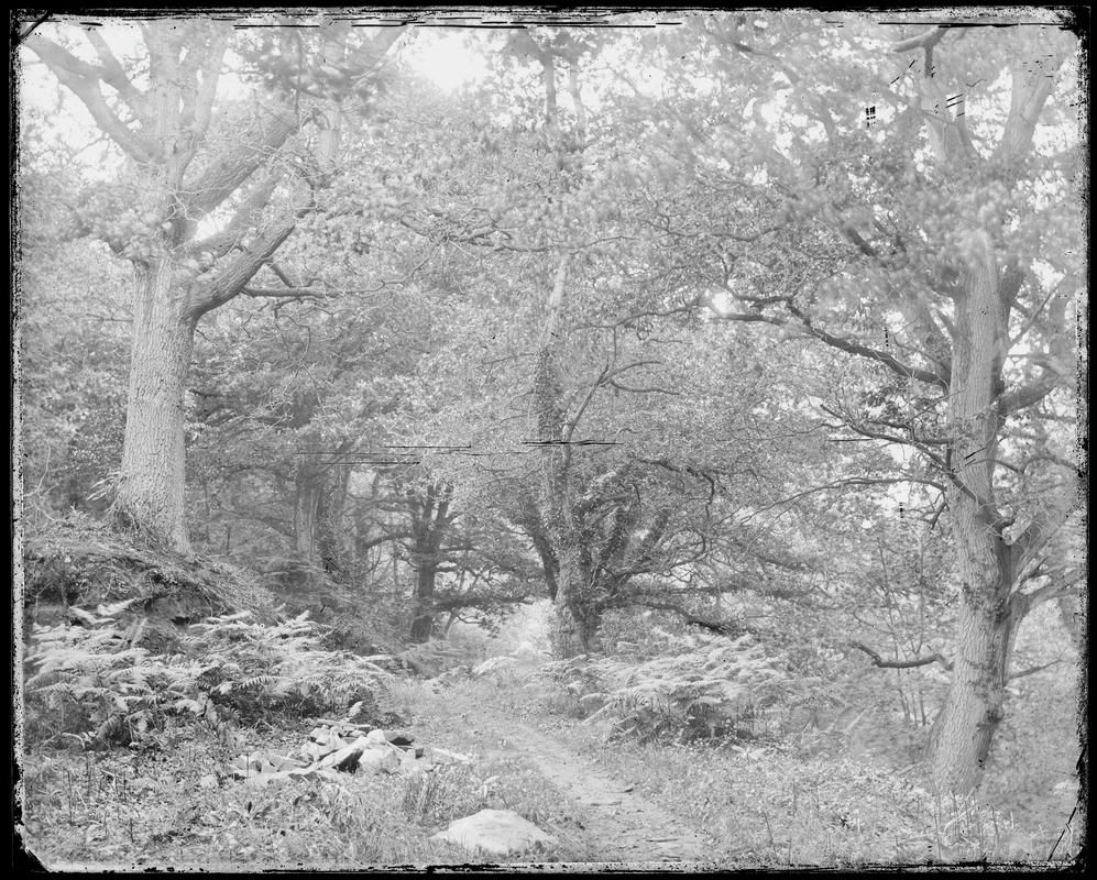 ferns and forest scenery, glass negative