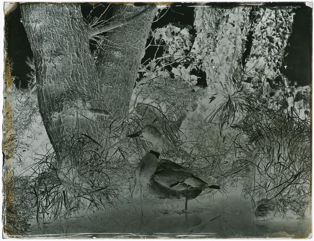 Duck, glass negative