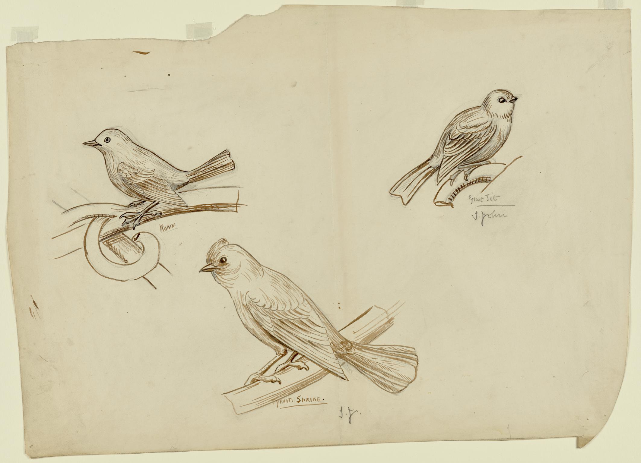 Bird studies
