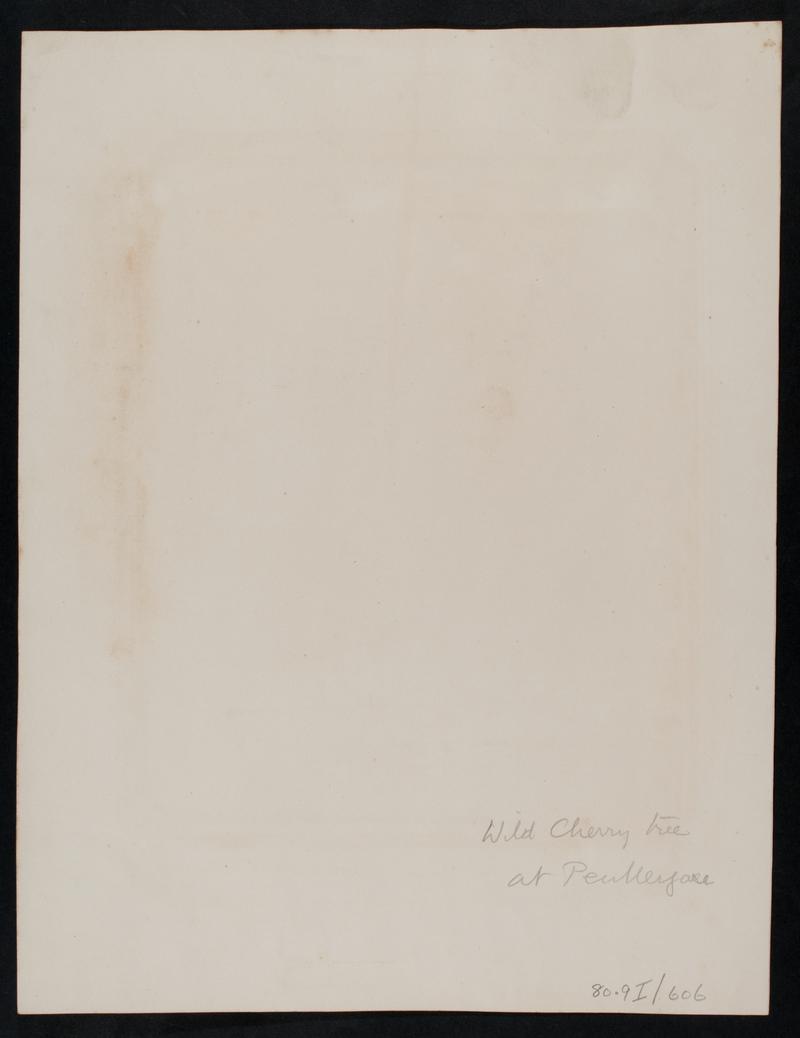 Penllergare, wild cherry tree, photograph