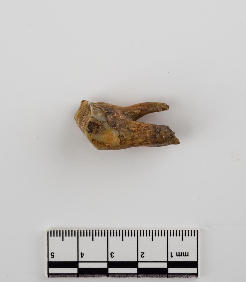 Pleistocene reindeer tooth