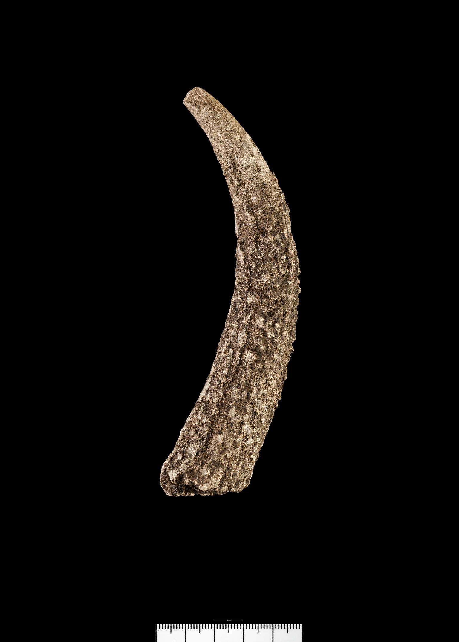 Iron Age / Roman antler knife handle