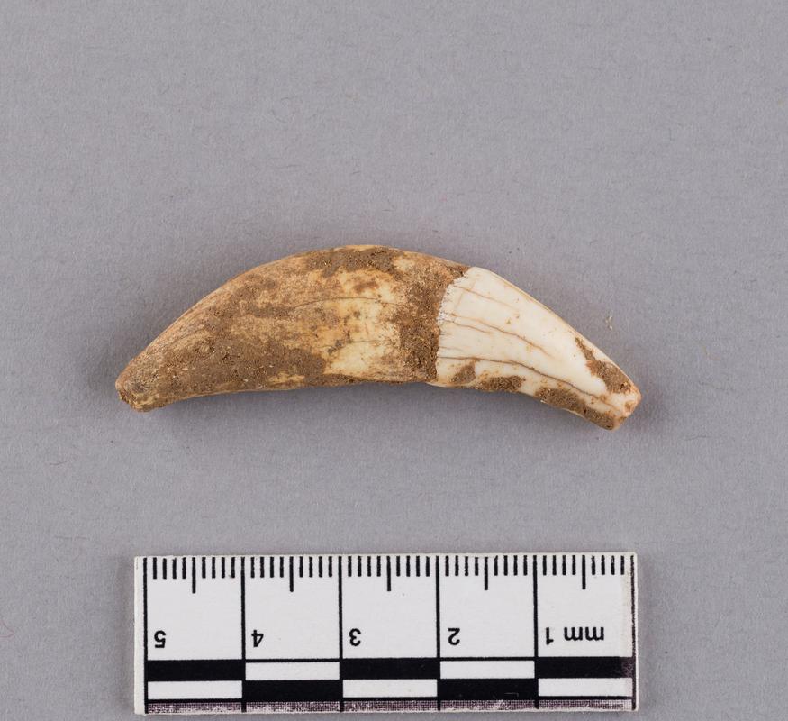 Holocene wolf tooth