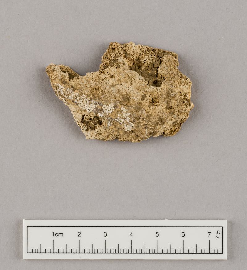 Neolithic human remains