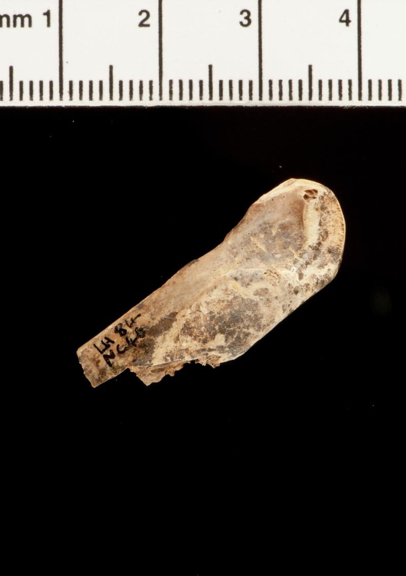 Pleistocene barnacle goose bone