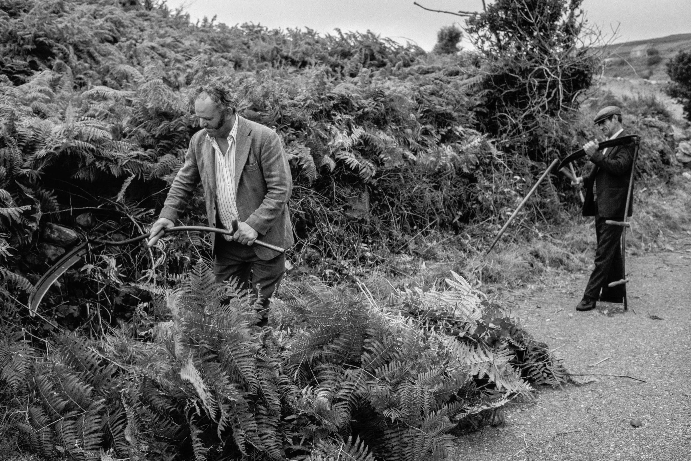 Local hedges and verges are still cut by the traditional long handled scythe. Killarney. Ireland