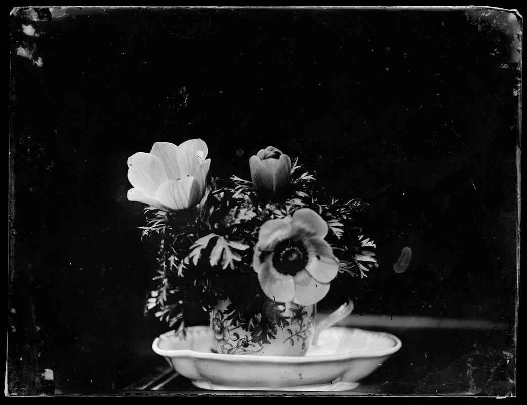 vase of anemones, glass negative