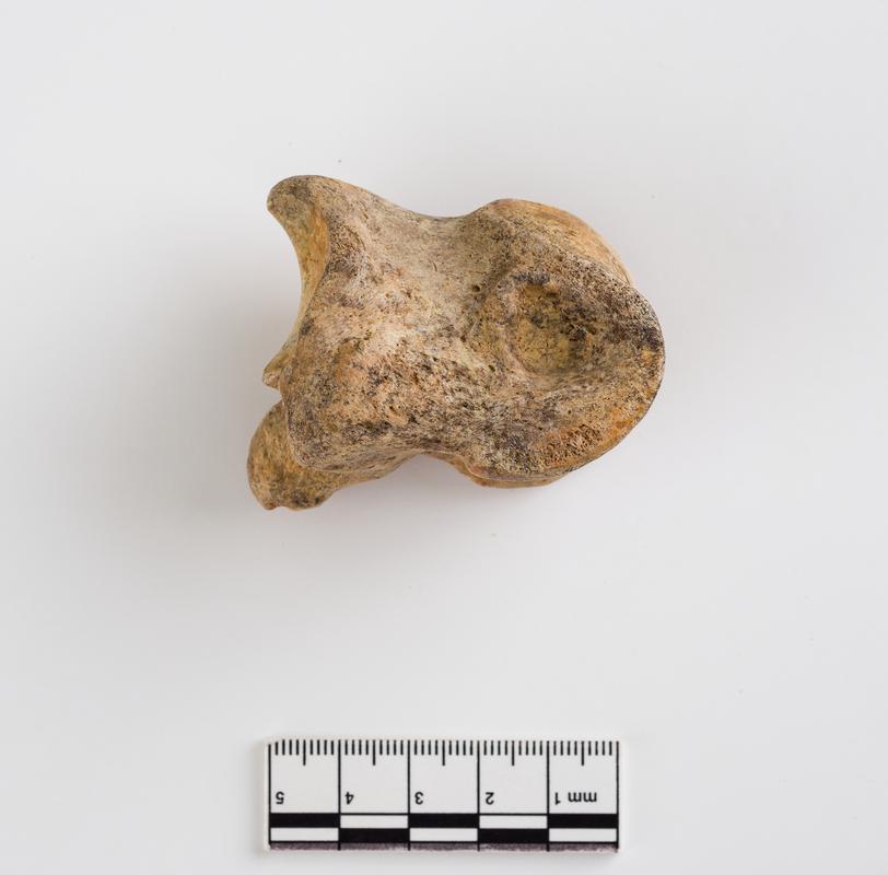 Pleistocene auroch bone