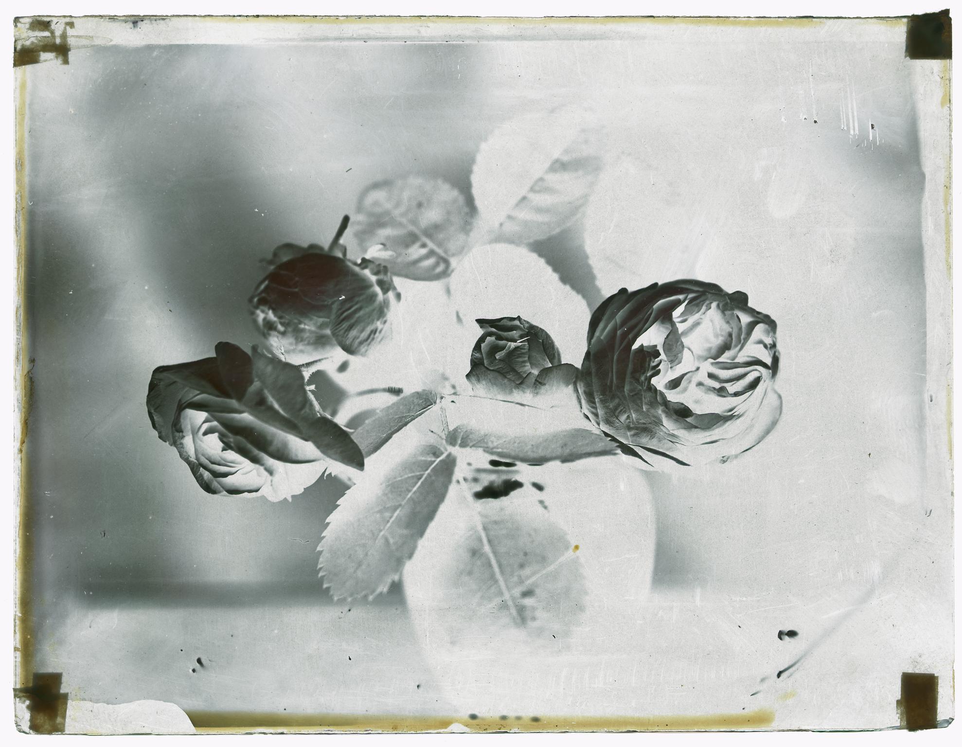 Roses, glass negative