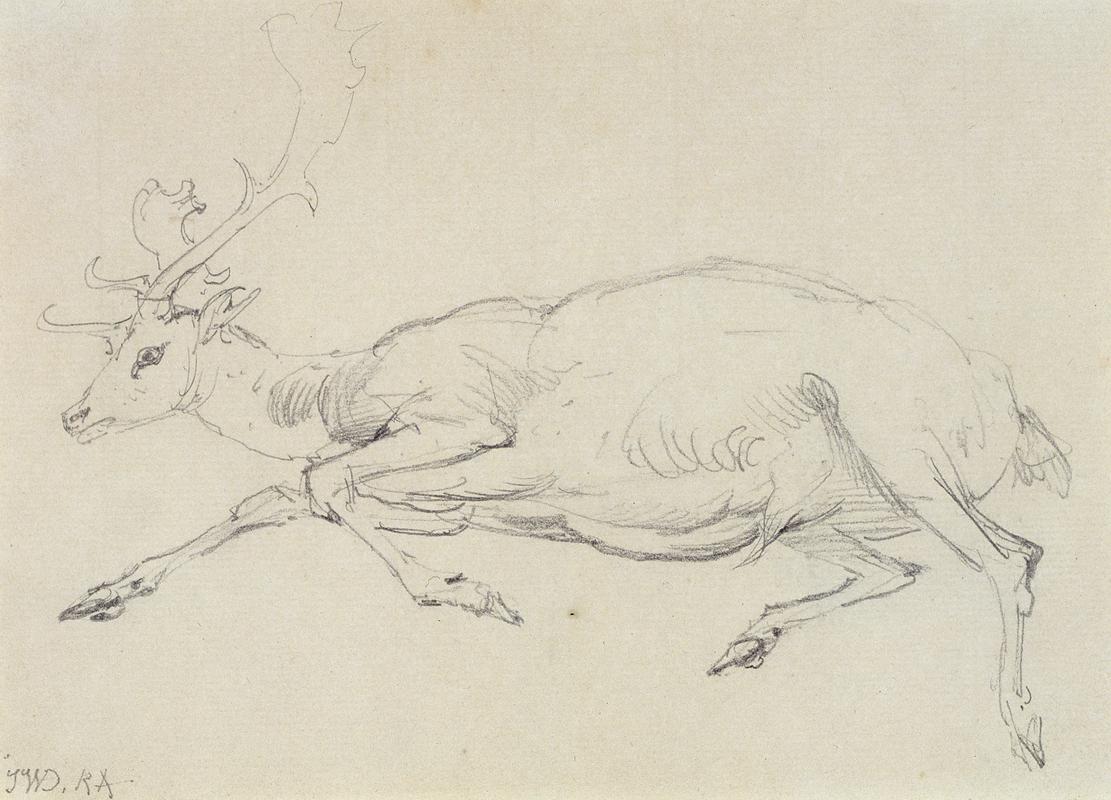 Stag lying down