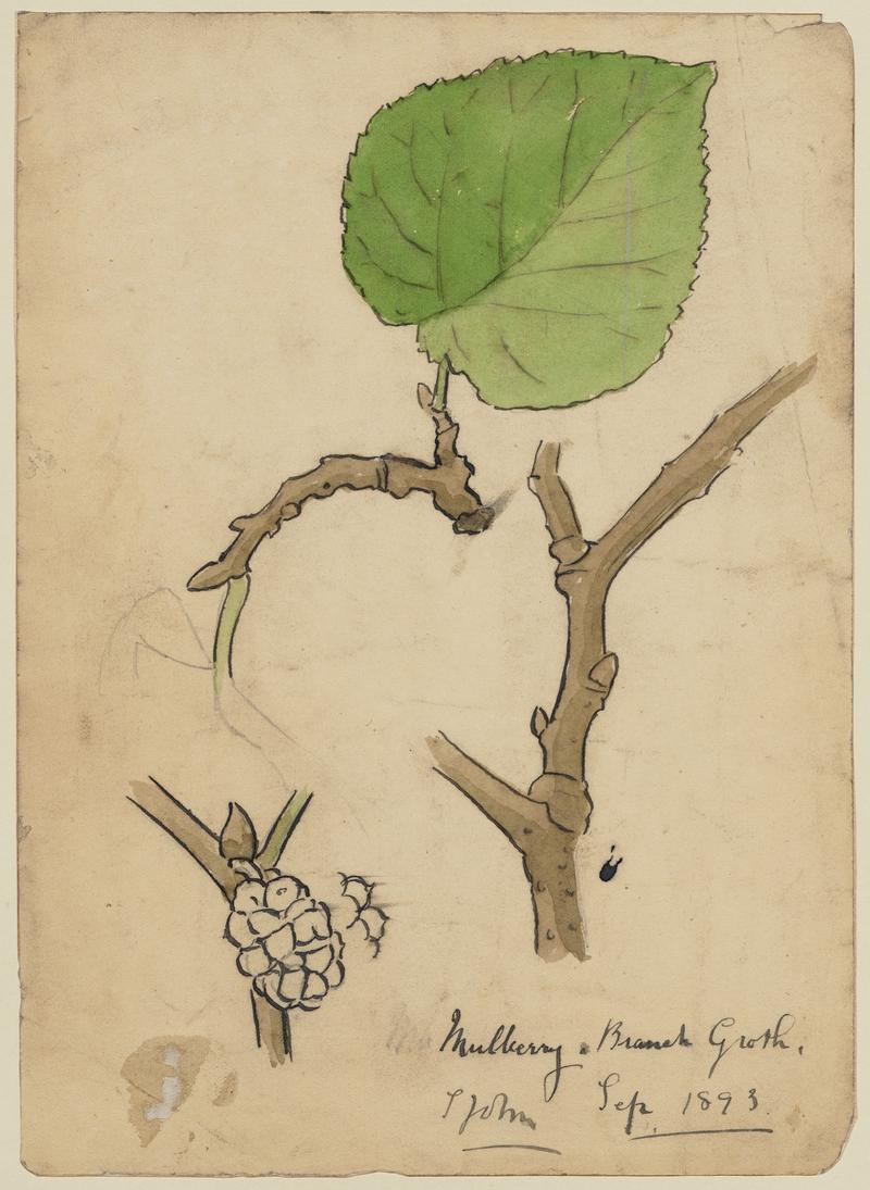 Mulberry Branch