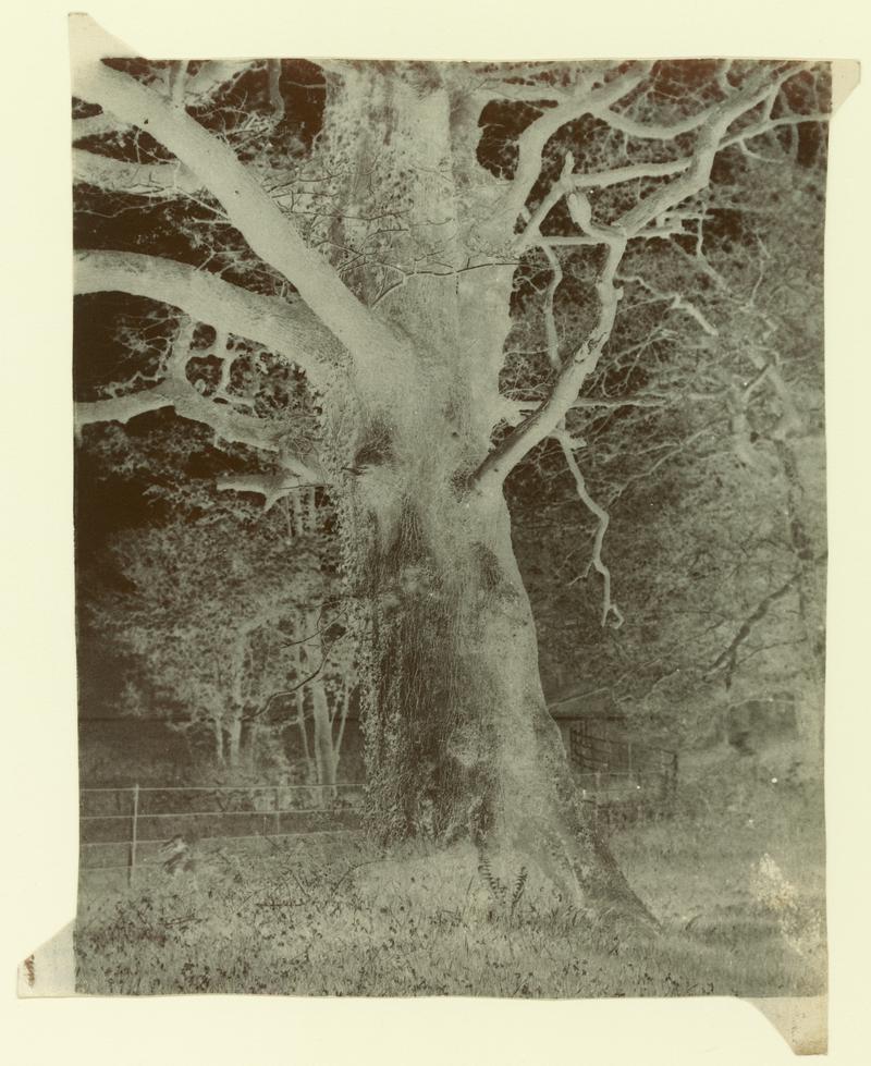 Penllergare, trees, negative