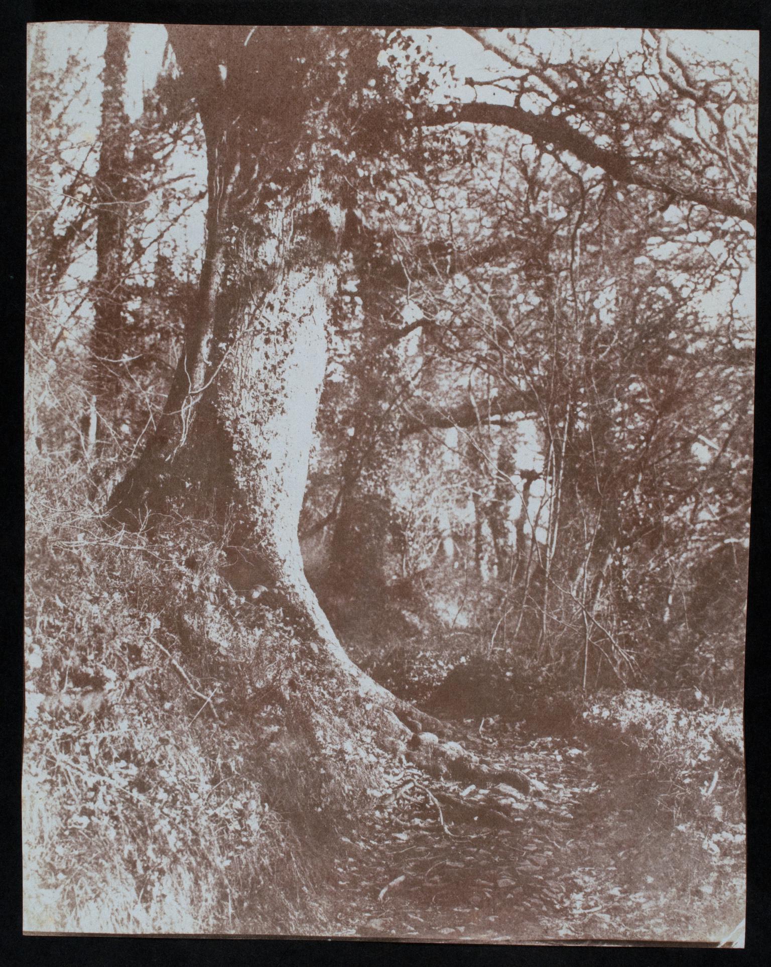 Woods, photograph