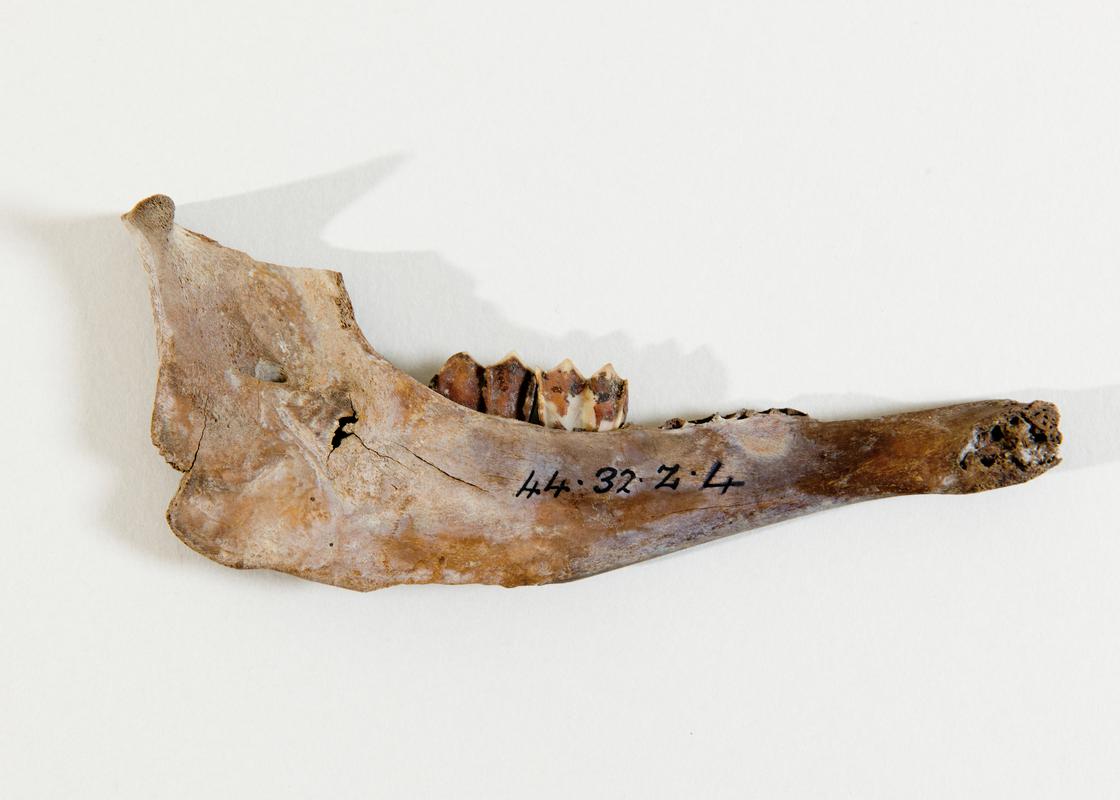 Late Iron Age animal bone