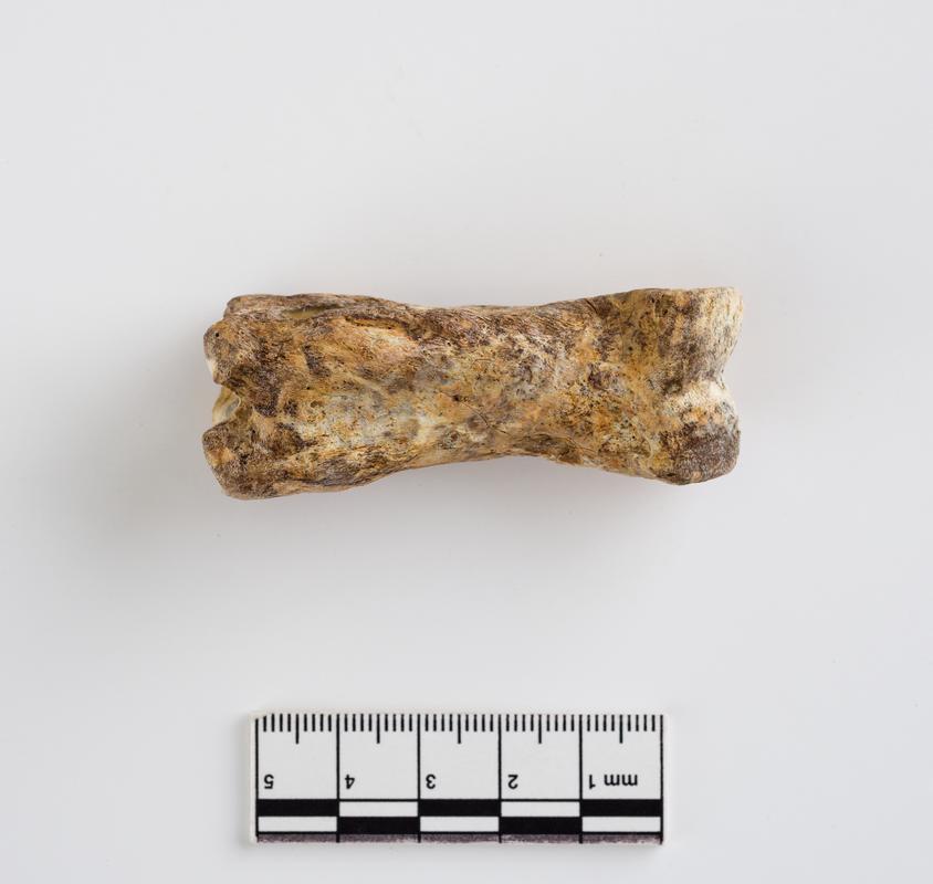 Pleistocene red deer bone