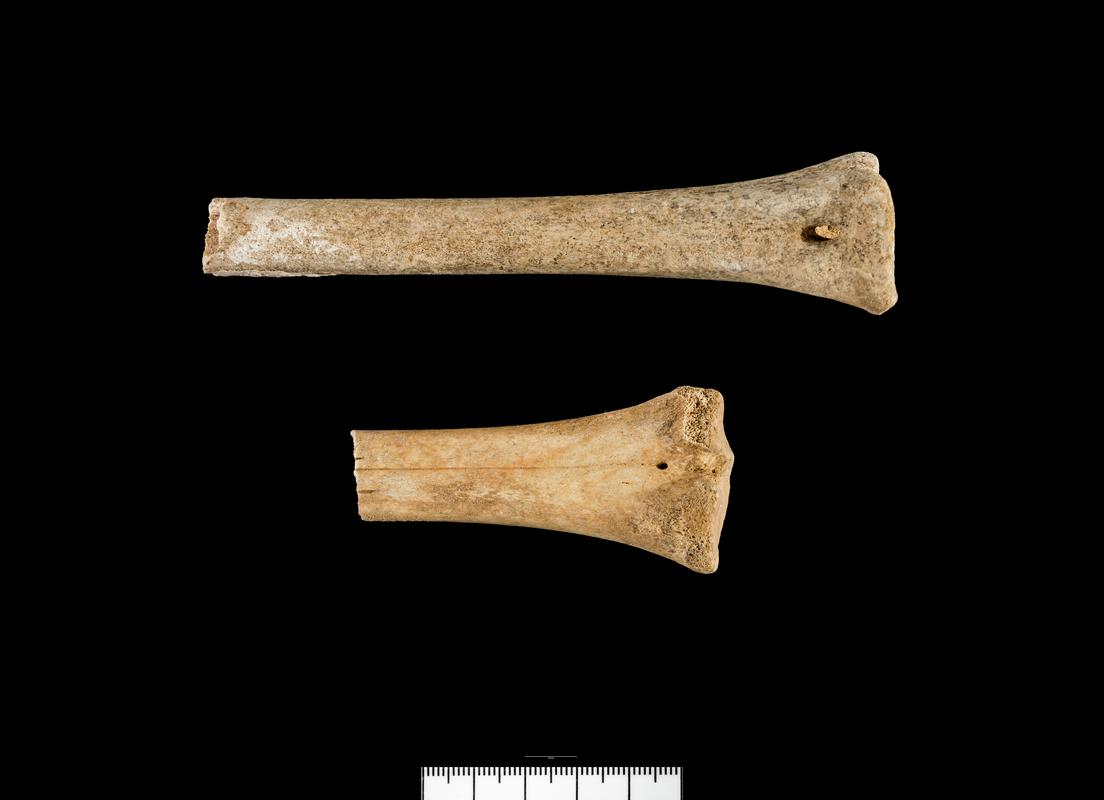 Holocene animal bone