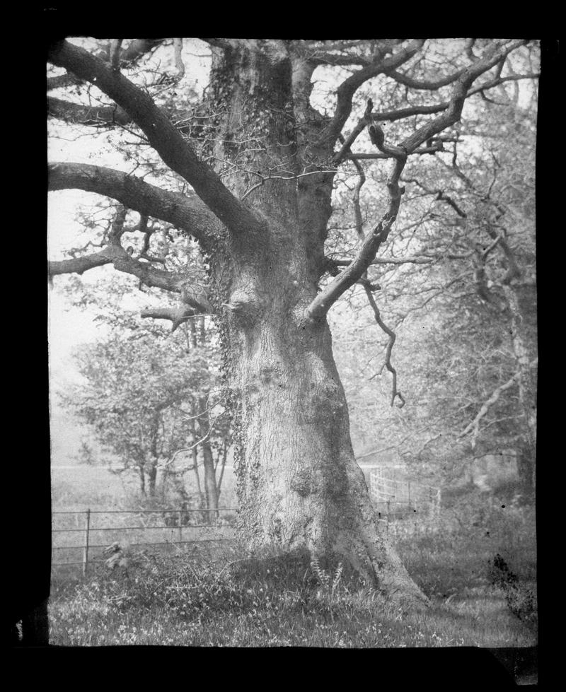 trees at Penllergare, negative