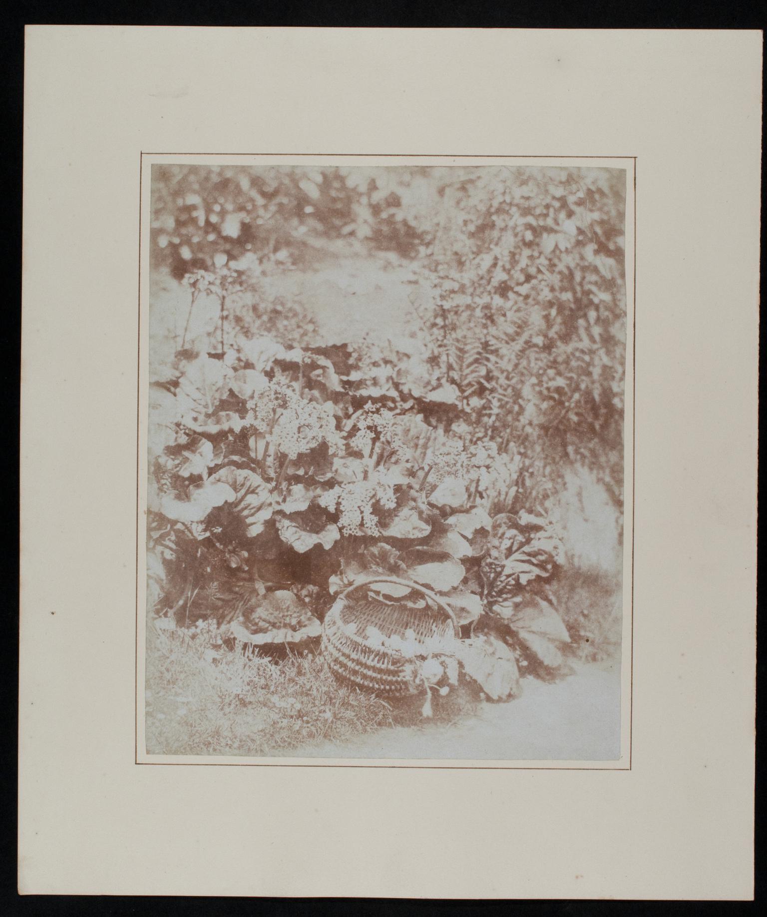 Penllergare, garden, photograph