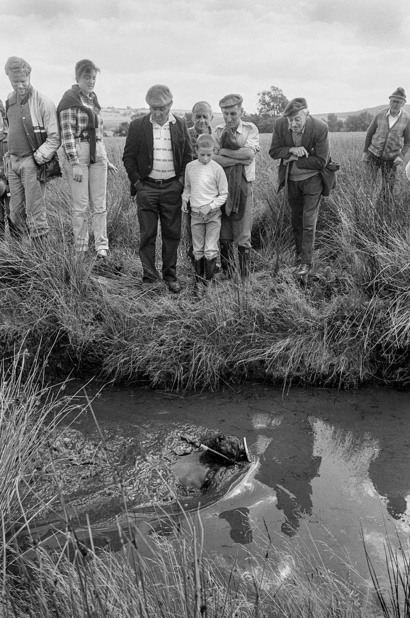 GB. WALES. Llanwrtyd Wells. Bog Snorkling. Local farmers audience. 1989.