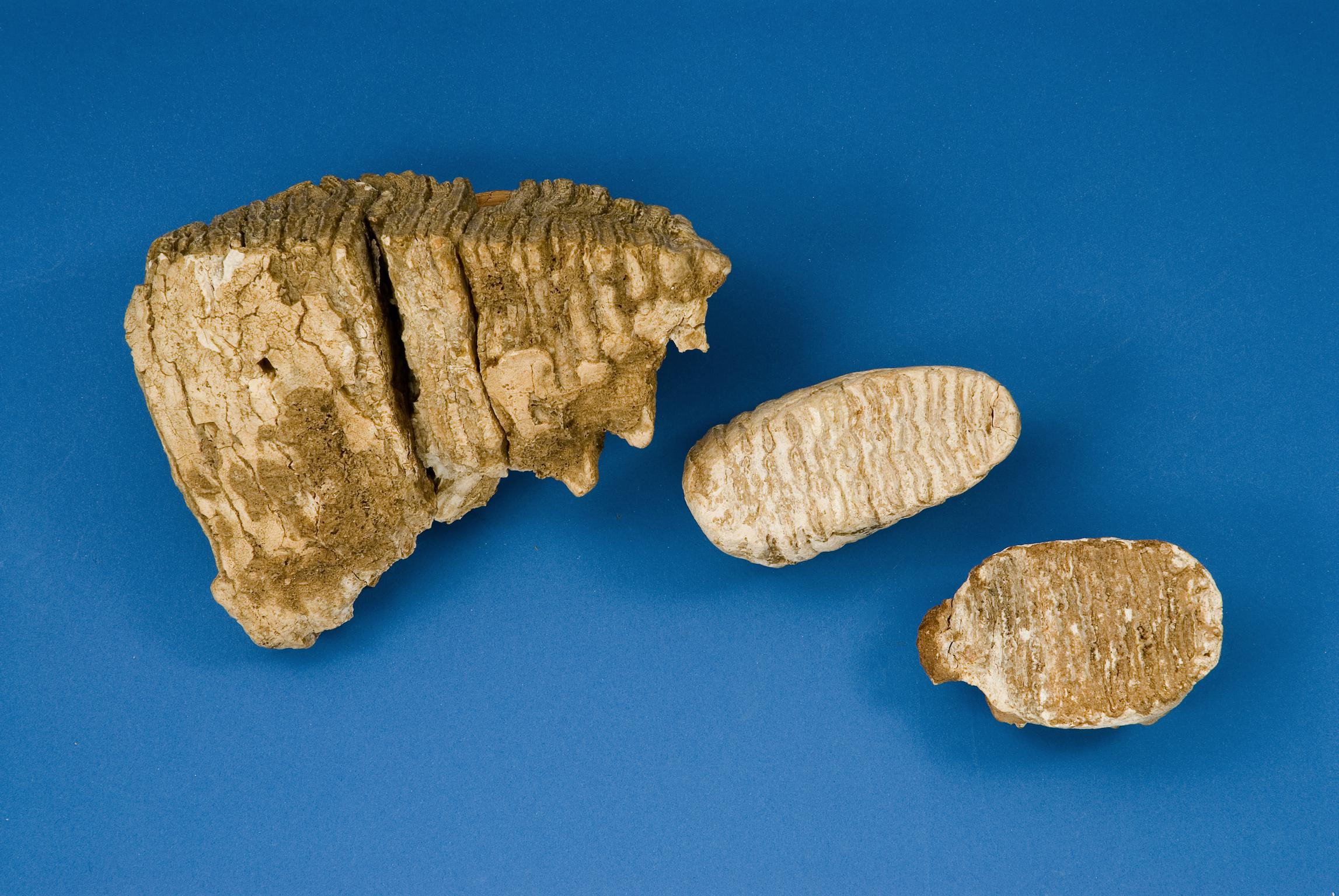 Mammoth molars (adult and juvenile)