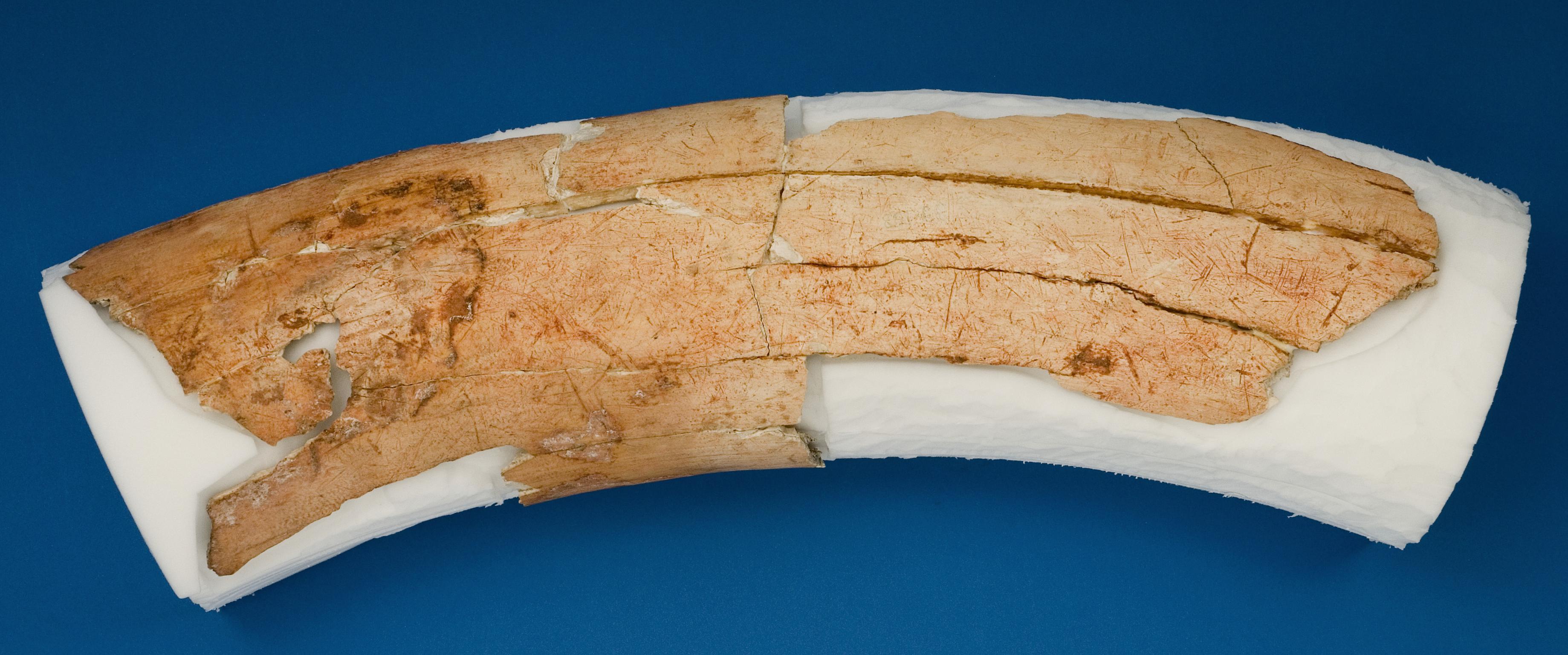 Pleistocene mammoth tusk