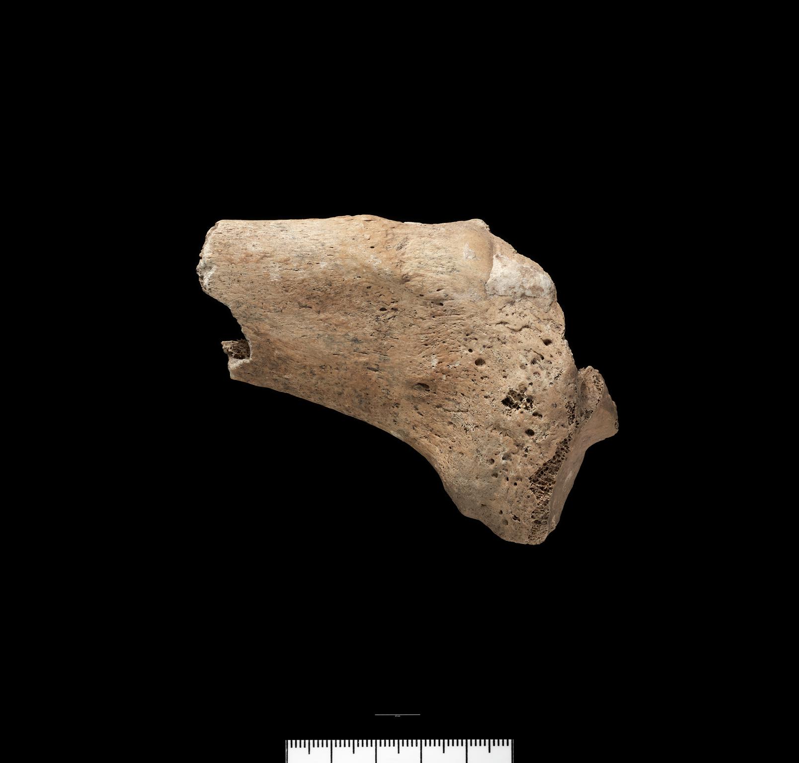 Prehistoric human bone