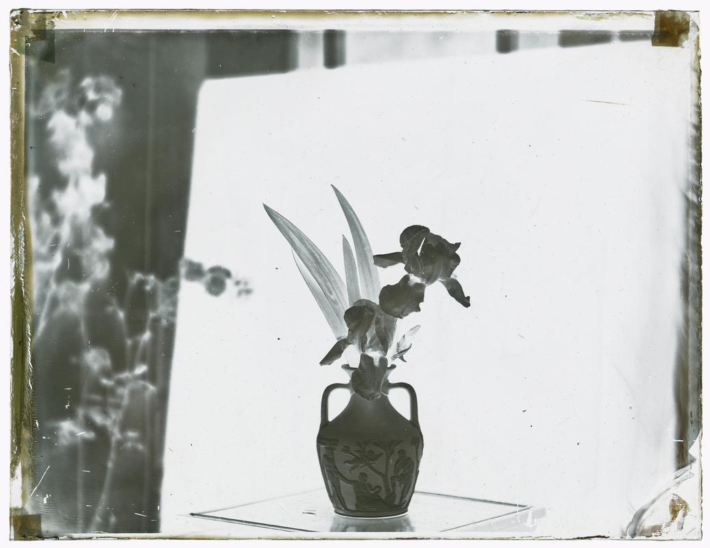 Vase of iris, glass negative