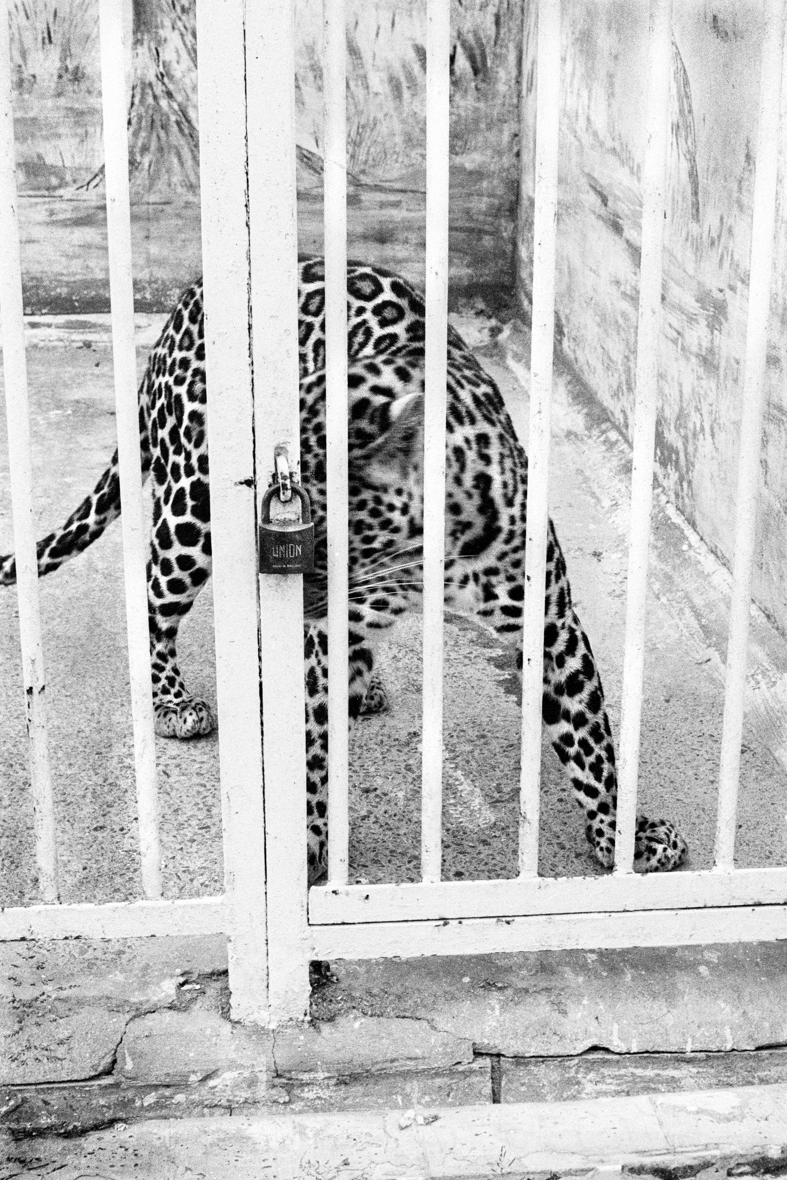 Locked in leopard in the zoo. Barry, Wales