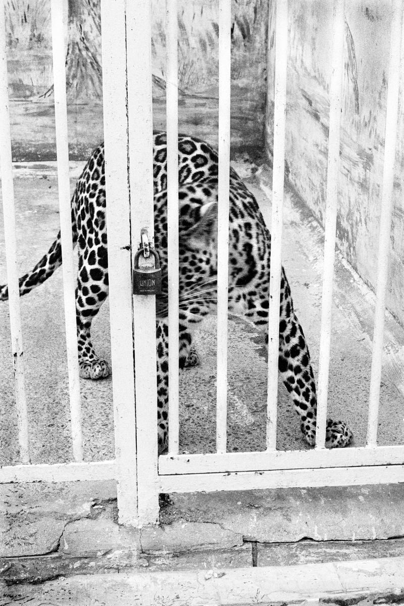 GB. WALES. Barry. Locked in Leopard in the Zoo. 1973.