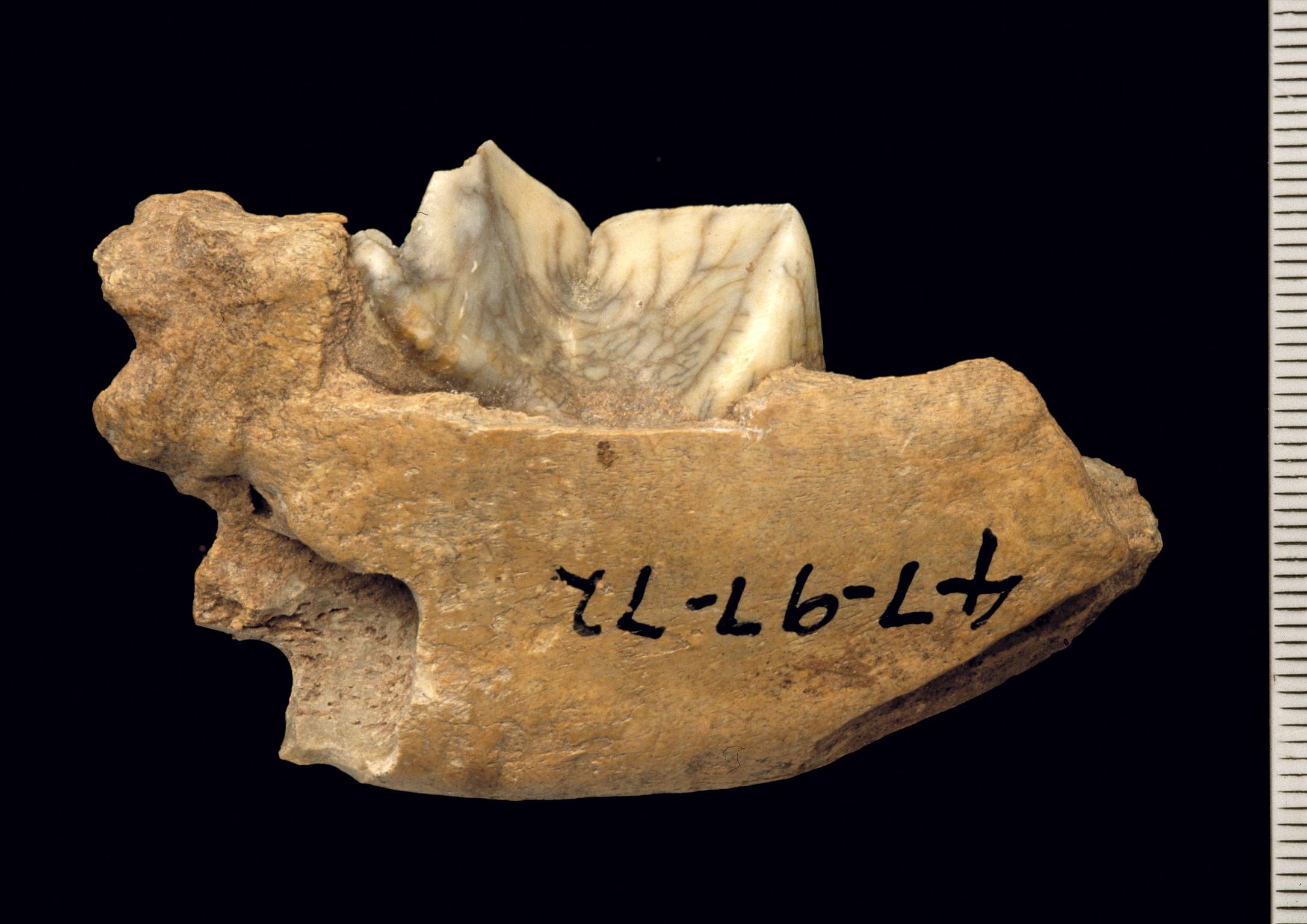 Pleistocene hyaena bone