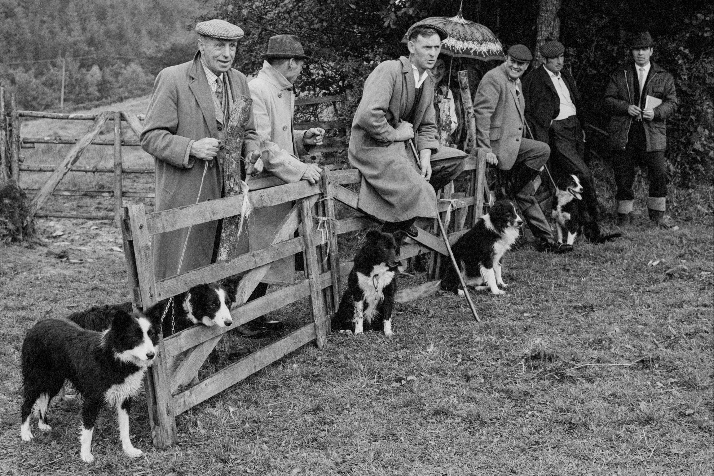 Sheepdog trials. Farmers and their dogs watch with great expertise. Gwernogle, Wales