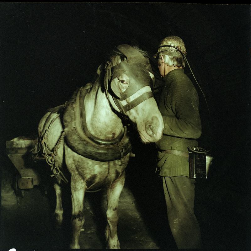 Colour film negative showing a pit pony with his ostler, Tower Colliery December 1979.  &#039;Tower Colliery&#039; is transcribed from original negative bag.